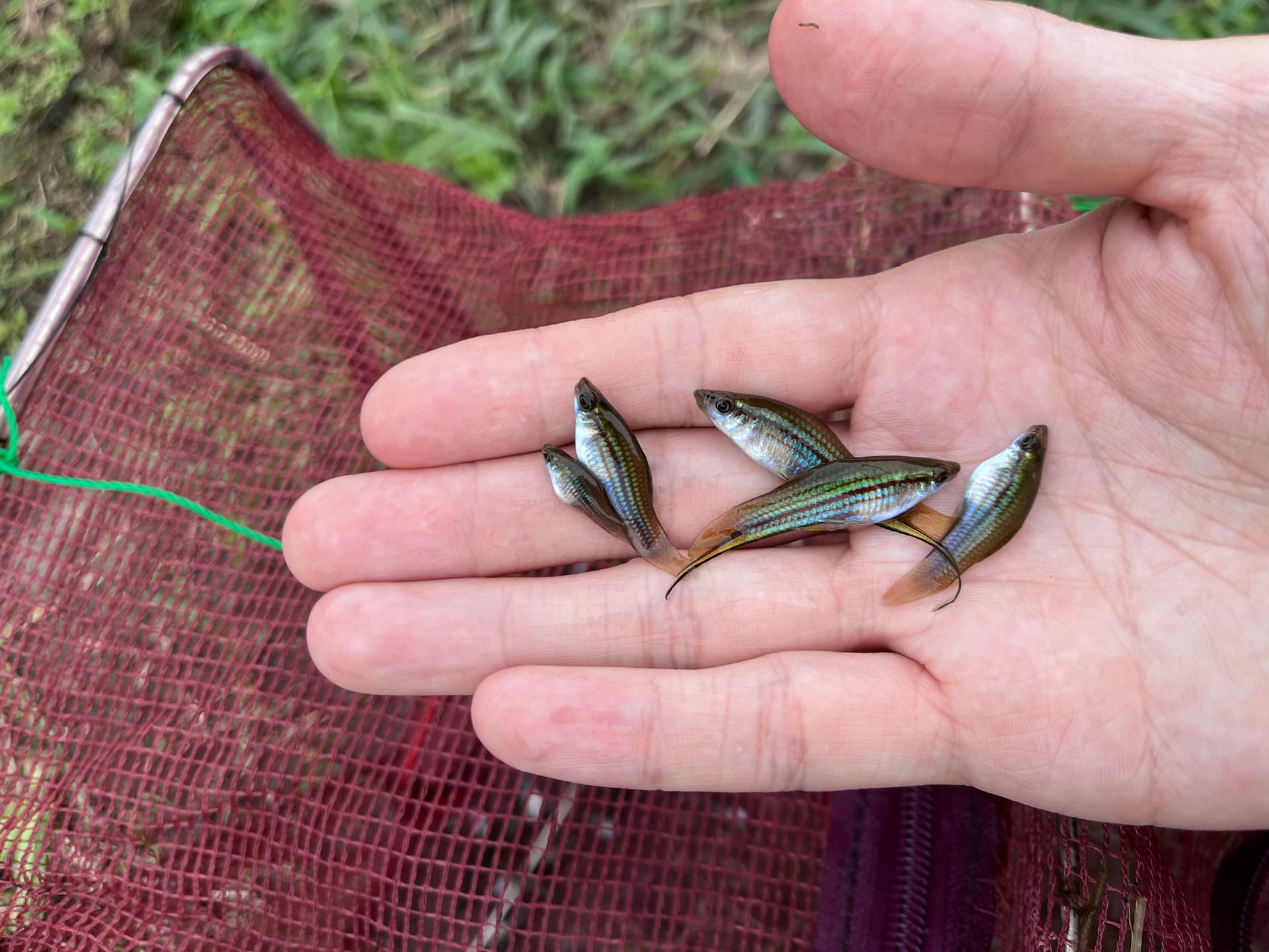 捕獲的外來魚類