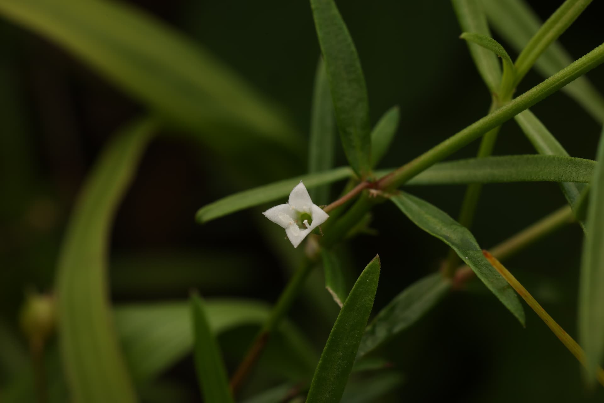 白花蛇舌草 Hedyotis diffusa