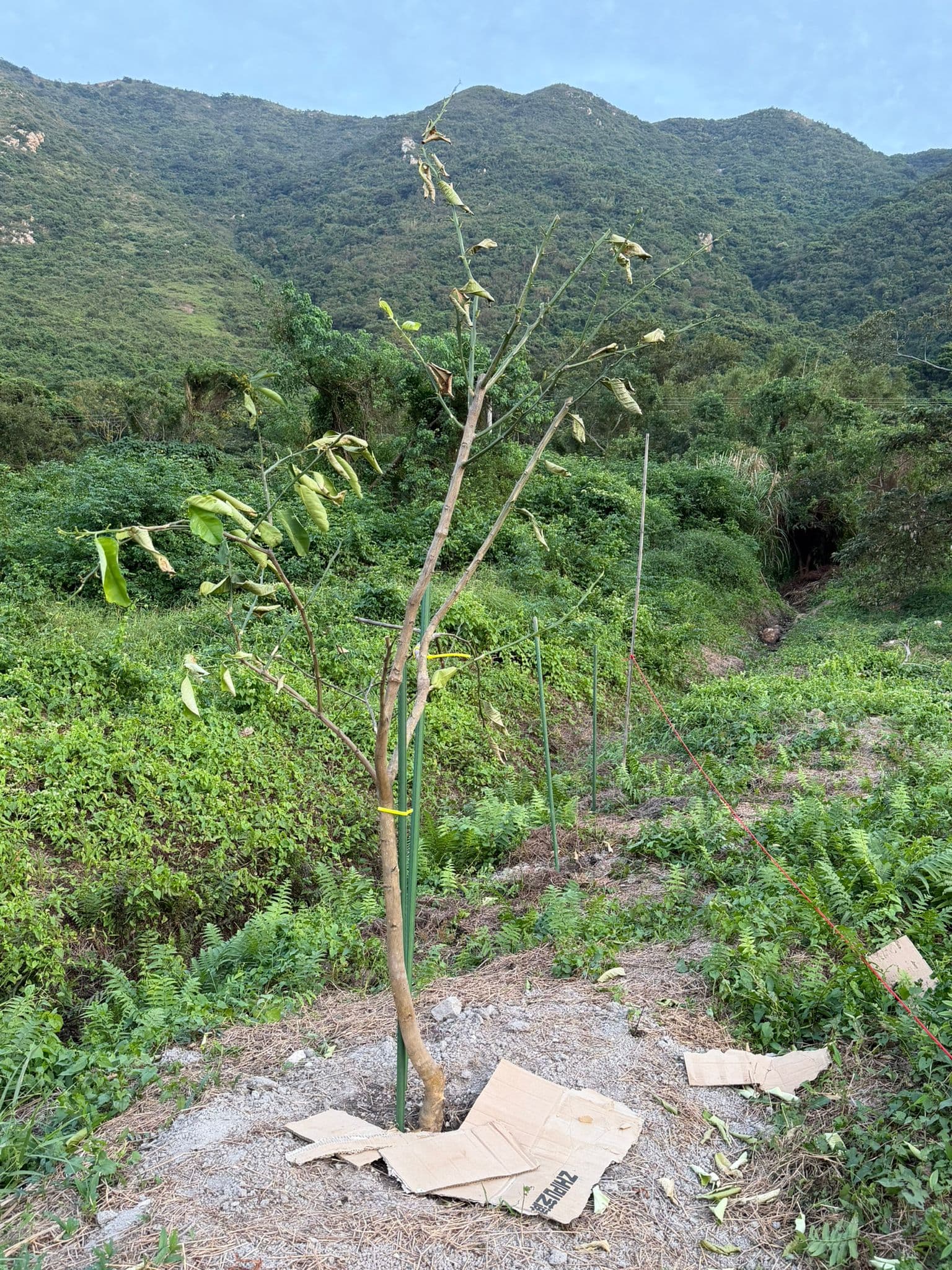 果樹種植特寫