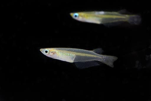 米魚