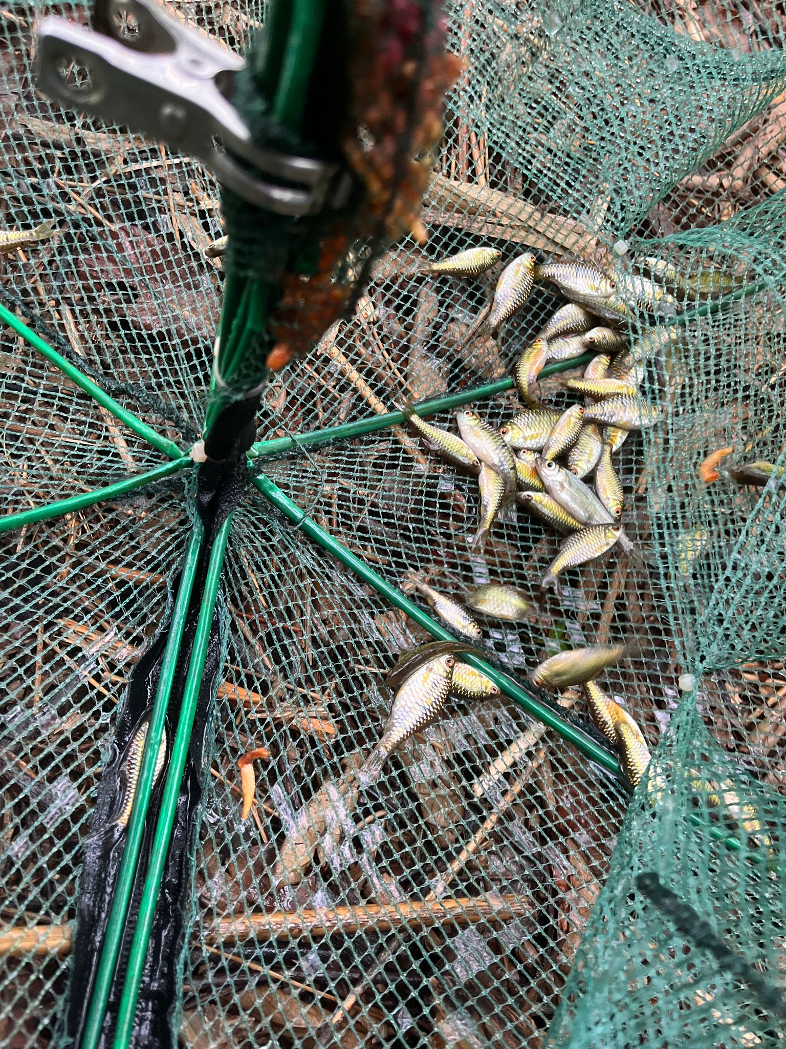 捕獲的外來魚類